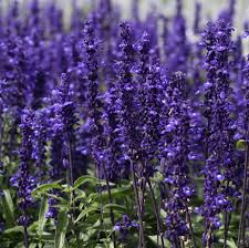 Image result for Salvia farinacea
