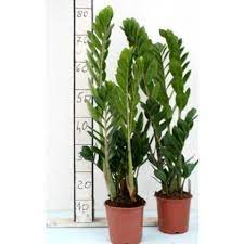 Visualizza altre idee su piante d'appartamento, piante, giardinaggio. Zamioculcas Piante Da Interno Pianta Da Appartamento Arredamento Casa Vaso 15cm