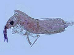 Image result for Coelorachis lepidura