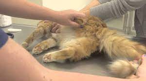 Differences Between Neutered Un Neutered Cats General Cat Health Youtube