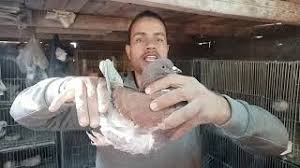 We did not find results for: Ø§Ù„ÙØ±Ù‚ Ø¨ÙŠÙ† Ø§Ù„Ø­Ù…Ø§Ù… Ø§Ù„Ø±ÙˆÙ…ÙŠ ÙˆØ§Ù„ÙƒÙ†Ø¬ ÙˆØ§Ù„Ø±ÙˆÙ…Ø§Ù†ÙŠ ÙˆØ§Ù„Ø§Ø³Ø¹Ø§Ø± Ø§Ø¨Ùˆ Ù…Ø­Ù…Ø¯ Ù†Ø§ØµØ± Youtube