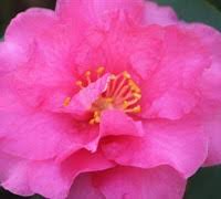 How to grow shishi gashira sasanqua camellia (beautiful low growing pink camellia). Shishi Gashira Camellia Sasanqua 3 Gallon Shrub Sasanqua Camellias Fall Blooming Gardener Direct