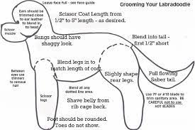 Labradoodles are quickly becoming one of the most sought after breeds in the pet industry. Groom Groomer Grooming Directions Video Seaspray True Blue Australian Labradoodles
