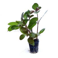 Image result for Trichilia quadrivalvis