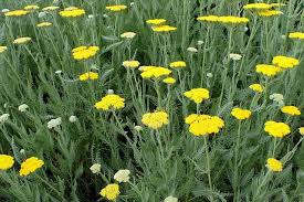 Long flowering perennials for sun. Yarrow Moonshine Achillea Moonshine