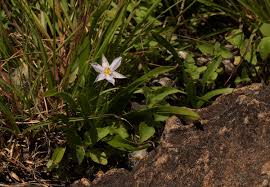 Image result for Xerophyta humilis