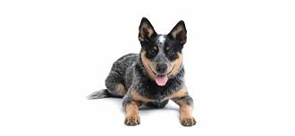 Mother is a blue heeler and father is a red. Australian Cattledog Blue Heeler Puppies For Sale Adopt Your Puppy Today Infinity Pups