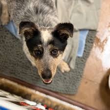 High Country Humane added a new photo.