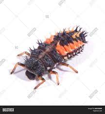 Yellow or orange colored scoli are present on the upper side of the first abdominal segment extending to the fifth abdominal segment, making l shape on each side. Harlequin Ladybird Image Photo Free Trial Bigstock