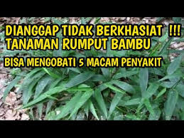 Mesin rumput jenis gendong, mesin ini ialah mesin yang paling sering kita temui sekarang ini, hal ini dikarenakan mesin yang mudah digunakan dan tentunya harga yang disuguhkan lebih murah dan terjangkau dibandingkan jenis mesin pemotong rumput yang lainnya. Waw 5 Manfaat Rumput Bambu Bagi Kesehatan Tubuh Youtube