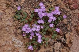 Image result for Portulaca kermesina