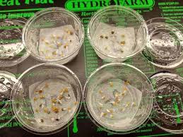 What is the best seed starter? 10 Reasons Vegetable Seeds Don T Sprout Or Germinate Do Not Disturb Gardening