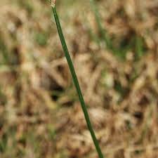 Image result for Fimbristylis quinquangularis