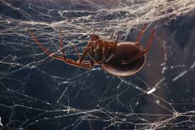 Here's that video for your. Black Widow Is B C S Only Dangerous Spider And It S Shy Times Colonist