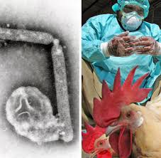 Kommt es nach dem kontakt mit geflügel neben den symptomen die an einer virusgrippe erinnern, sind bei bekannten vogelgrippefällen noch eine. H5n1 Vogelgrippe Virus In Mehr Menschen Als Gedacht Welt