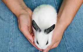 China Is Considering Changing Their Policy On Animal Testing For Cosmetics Animal Reiki Pet Life Animals