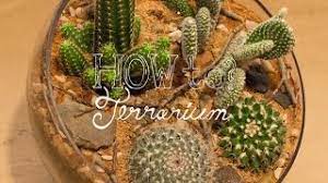 How often should you feed a cactus? Make A Cactus Terrarium How To Terrarium Ep 4 Youtube