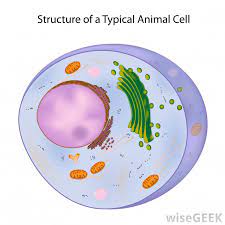 We did not find results for: What Are Somatic Cells With Pictures
