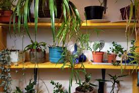 Put the plants in boxes, keep the lids on and crumple up paper and stuff around the pots to keep the plants from sliding. How To Ship Plants Transporting Plants With Roadie