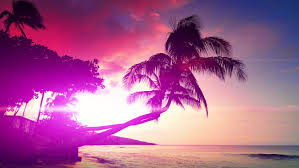 Sunset on the beach of caribbean sea. 4k Beautiful Sky Palm Tree Stock Footage Video 100 Royalty Free 31501741 Shutterstock