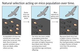 Natural selection is the driving force of evolution. Https Resources Finalsite Net Images V1588954530 Tracyk12caus R3a8mnbj52vpu0du9st5 Cokerenhbiologyacadweek4and5distancelearningevolution2020 Pdf