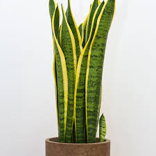 Choisissez vos plantes d'appartement en fonction de. Plantes Sans Entretien Le Top 5 Des Increvables Plante Verte Exterieur Plante Plante Grasse Exterieur