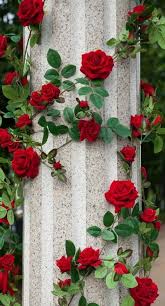 Beautiful flowers are the simplest way to check out the beautiful flower pictures at incredible snaps. New Flowers Red Wallpaper 54 Ideas Beautiful Flowers Wallpapers Flower Wallpaper Rose Wallpaper