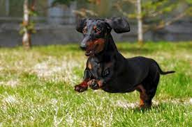 Moreover, the amount of dander from a dog can change with age too. Are Dachshunds Hypoallergenic Hellobark