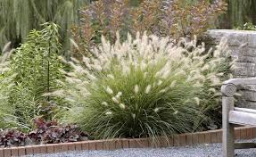 5 Tolle Graser Fur Kleine Garten Ziergras Lampenputzergras Vorgarten