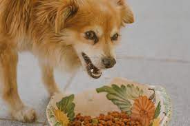 Pet food bank program requirements: Food Banks For Pets Uks 1 Pet Blog