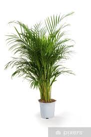 Catalogue de plantes à acheter en ligne: Papier Peint Arec Plante Verte Pixers Nous Vivons Pour Changer