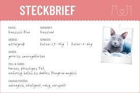 Russisch Blau Steckbrief Mein Haustier Russisch Blau Russische Blaue Katzchen Steckbrief