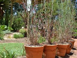 Image result for Hyparrhenia gazensis