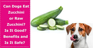 Is it possible to eat zucchini raw. Can Dogs Eat Zucchini Or Raw Zucchini Is It Good Benefits And Is It Safe Petxu