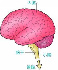 Read reviews from world's largest community for readers. ä½•ç‚ºè…¦æ­»äº¡ è…¦æ­»äº¡å'Œäººæ­»äº¡è¯ç¹« æ¯æ—¥é ­æ¢