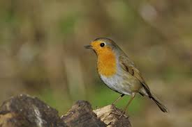 IMGP1579c Robin, Barnwell C.P., February 2018