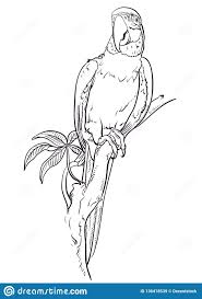 Hand Drawn Simple Bird On Branch Drawing Illustration About Parrot Macaw Sits On The Branch Coloring Pages Bird Hand Drawn Style Vector Design Illust Parrots Art Parrot Painting Art Drawings Simple