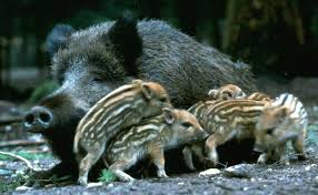 Wilde Zwijnen Met Jonkies Tierbabys Minischwein Tiere Wild