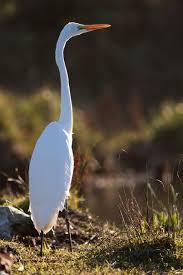 Birds That Cannot Fly Images Kotuku Beautiful Birds Birds Flying Birds That Cannot Fly
