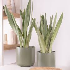 Image result for Sansevieria metallica