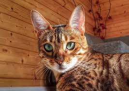 Find a new, meaningful yet modern name starting with lu for your new born child from the latest 2021 name list of unique and cute baby names. 400 Cat Names That Start With L The Paws