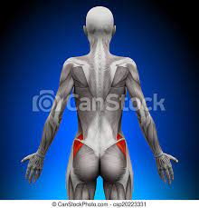 Maybe you would like to learn more about one of these? Glutes Medius Female Anatomy Muscles Canstock