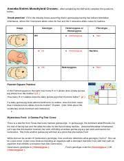 Amoeba sisters monohybrid worksheet : Copy Of Amoeba Sisters Genetics Part 1 Notes Amoeba Sisters Monohybrid Crosses After Completing The Edpuzzle Complete The Questions Below Vocab Course Hero