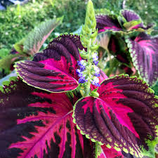 Image result for Coleus