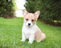 Pin By Alexandra Applebaum On Corgi S Welsh Corgi Puppies Corgi Corgi Puppies For Sale