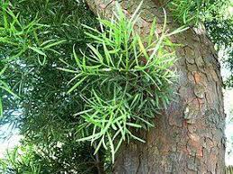 Image result for Afrocarpus falcatus