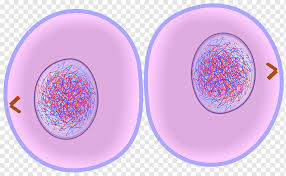 The cell cycle in multicellular organisms consists of interphase and the mitotic phase. Cytokinesis Cell Cycle Mitosis Cell Division Others Cell Anaphase Prophase Png Pngwing