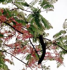 Image result for Cassia grandis