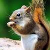 Squirrel desktop wallpapers animal planet beautiful nature wallpapers autumn forest protein autumn forest leaves branch. 1