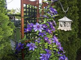 Check spelling or type a new query. Powojniki Kwitnace Pnacza Wymagania Pielegnacja I Gatunki Powojnikow Murator Pl